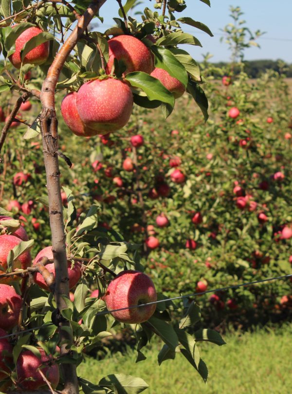 Apple Orchard Tours