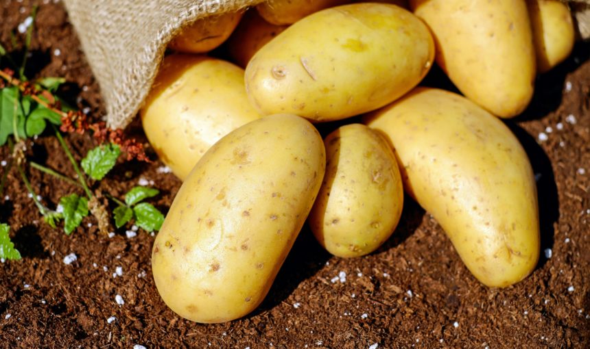 Czech Republic Tour-Potato Production