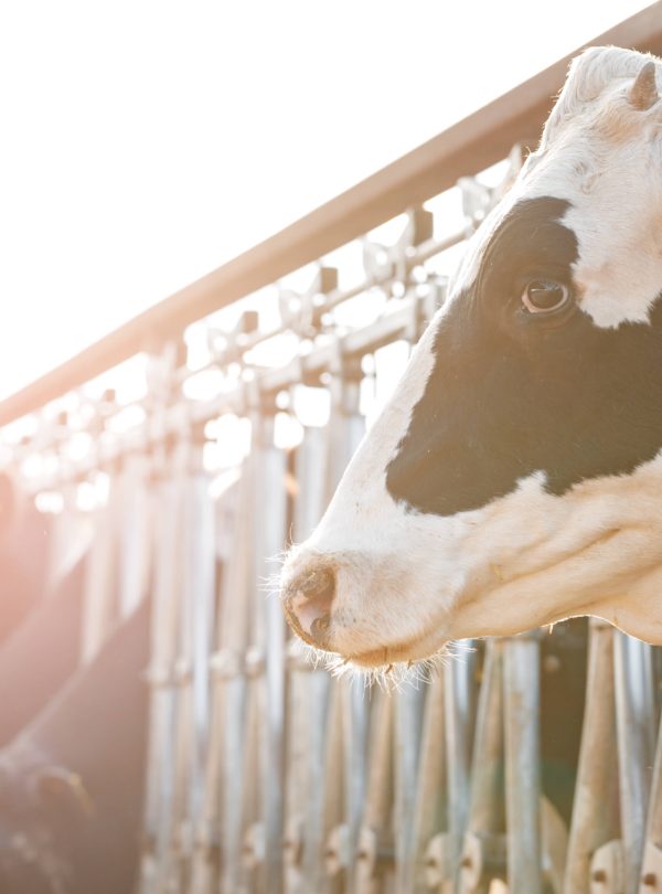 tinywow_adult-cows-standing-stall-farm_50758725