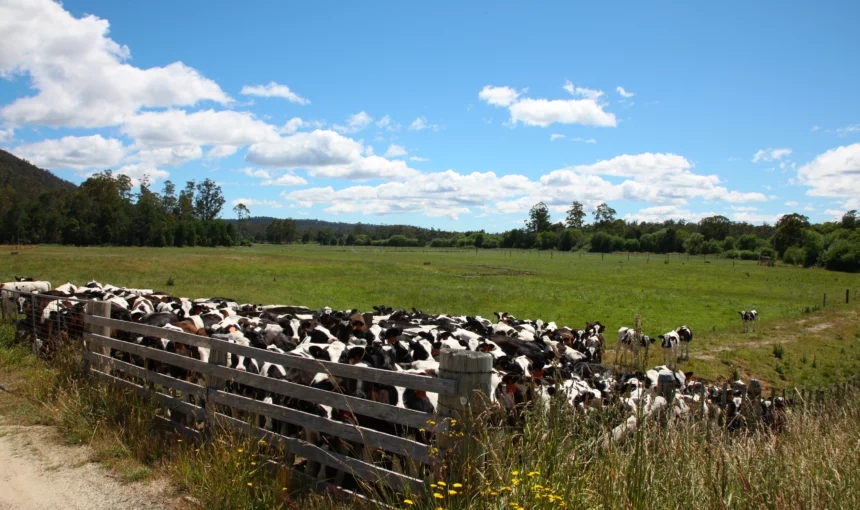 Croatia Tour 5-day dairy production tour in Croatia