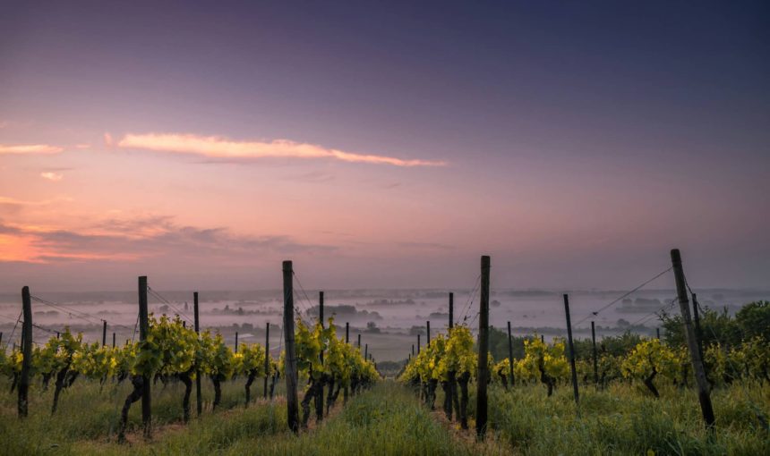 Cracow wine experience: Explore Vineyards & Biodynamic Winemaking