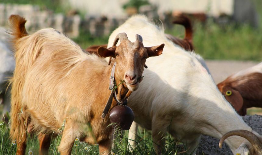 Explore Polish Farmer Cheese: 1-Day Goat Farms Near Cracow